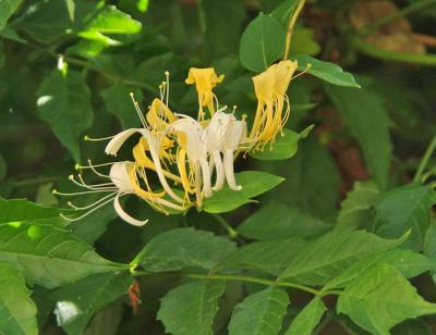 Прикрепленное изображение: IMGP6544.jpg